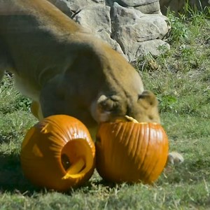 Gourd vibes only 🎃 | Audubon Zoo
