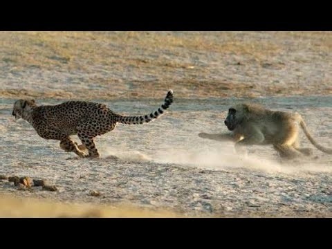 Baboon Monkey’s Dangerous Fight! 🐒💥 Wild Animals Hunting Moments Caught on Camera!