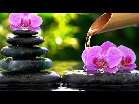 Live Stream Dreamscape Relaxation