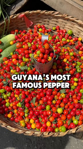 Wiri Wiri Pepper (Capsicum frutescens) is a small but fiery chili pepper native to Guyana. It is known for its round, cherry-like shape and vibrant red or orange color when ripe. Despite its tiny size (about the size of a pea), it packs an intense heat, similar to a habanero, measuring between 100,000 to 350,000 Scoville Heat Units (SHU).Uses in Guyanese Cuisine: • Pepper Sauce – A staple in Guyanese households, adding heat and flavor to meals. • Stews & Soups – Used in dishes like pepperpot, cu