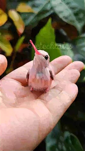 Did you know? Hummingbird moms rarely fly straight to the nest. They pause nearby, watch for danger, then take a curved approach—and leave the same way—so predators don’t learn the exact spot. Tiny detours that keep tiny chicks safe. #EveTechTales #fblifestyle #hummingbird #hummingbirds #birdfacts #didyouknow ¿Lo sabías? Las mamás colibrí casi nunca vuelan directo al nido. Se detienen cerca, miran si hay peligro y luego entran en curva—y salen igual—para que los depredadores no aprendan el lugar