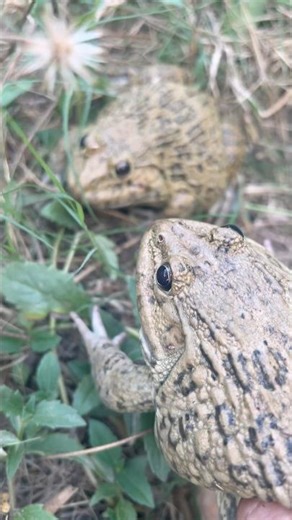 The boy went to play with the frog to live together. #frog #frogfriend #frogtastic #tinyfrogs