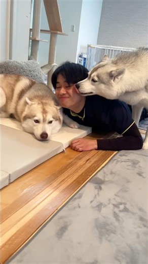 My Husky has grown up and calmed down #SiberianHusky #Husky #HuskyDog