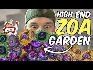 Creating a *HIGH-END* Zoa Garden