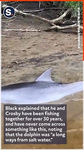 242K views · 6K reactions | Incredible dolphin rescue caught on camera! | storyful | Facebook
