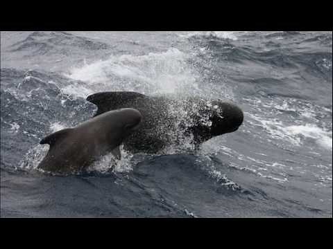 Facts: The Pilot Whale