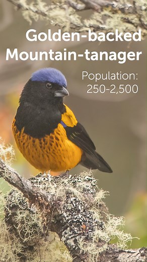 8.3K views · 293 reactions | The size of an American Robin, this...
