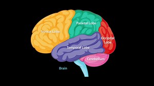 Animated Diagram Highlighting Human Brain Stock Footage SBV-352448587 - Storyblocks