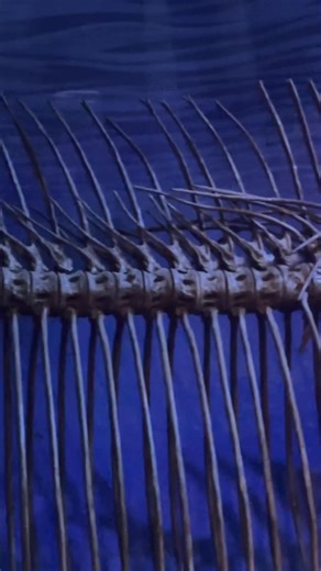 13K views · 448 reactions | Xiphactinus vertebral column celebration!...