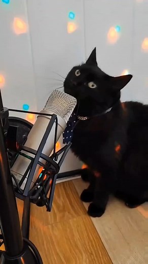 Cute Cat Meow Song Compilation