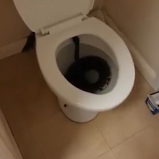 131K views · 118 reactions | Massive four-foot python found resting in toilet | The Independent | Facebook
