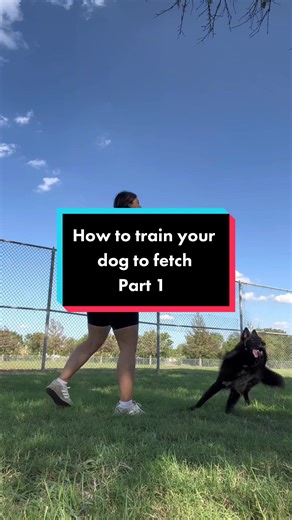 How to Train Your Dog to Fetch: Tips and Tricks for a Successful Training Session