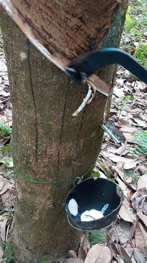#woodworking rubber tree🌳😍|#rubbertapping #satisfying #rubberfarming #rubbertree #shorts #nature