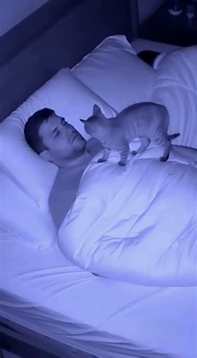 Cat Alarm Clock: One Real Slap, Snore Gone in 5 Seconds #Shorts