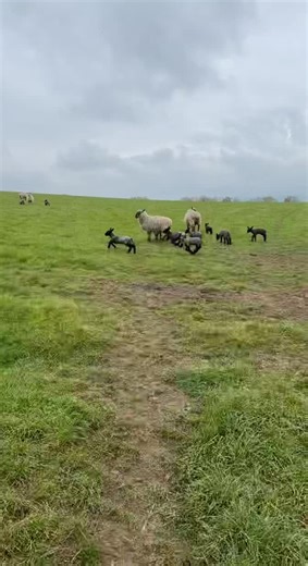 #lambs #running #spring #lambing2022 #feeding #fields