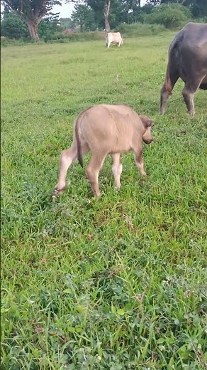 Baby Carabao and mommy (water buffalo) nating kabaw #countrysidelife #provincelife #kabaw #baby
