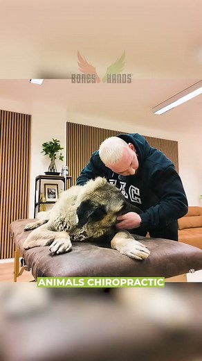 Termin anfragen bitte über die Homepage, link in der Bio 💚💚💚 • • • #foryou #love #dogsoftiktok #animals #doglover | Jean Carroll