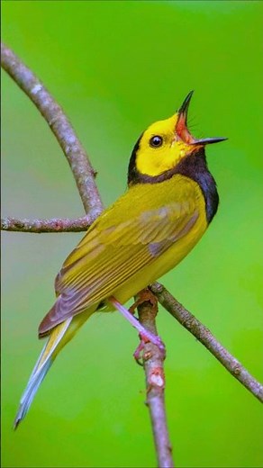 Relaxing Birdsong – Exotic Morning Birds Chirping for Sleep, Study & Relaxation