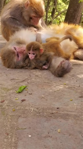 #monkey #Funnymonkeyvideo #MonkeyLife #CutestBabyMonkey