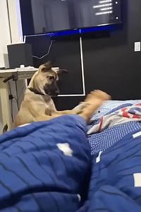 479K views · 11K reactions | Here s Proof That Dogs Make The Best Alarm Clocks | Dr. Nazmul Anam | Facebook