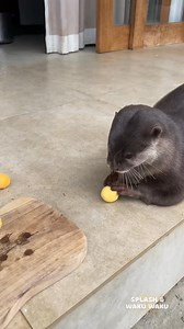 Why do the otters keep allowing this?? - - - - - #feedingtime #dailyanimalcare #animalnutrition #animalwellbeing #animalcare #otterenrichment #ottercare #otterlife #otterbehavior #behindthescenes #animaltrainingtips #enrichmentday #careandcleaning #wildlifeeducation #animalloverscommunity | Splash and Waku Waku
