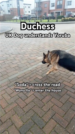 Duchess’ first language is Yoruba #alsatian #germanshepherd #shortsviral #shorts