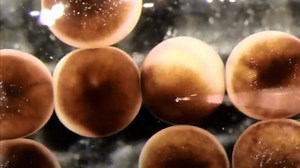 Crean robots 'vivos' a partir de células animales