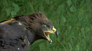 How far will these eagles spread their wings?