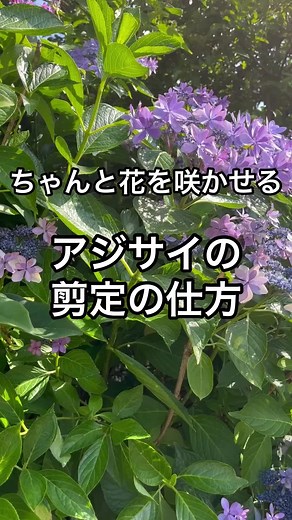 紫陽花の剪定方法と時期