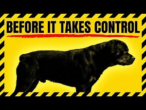 The Rottweiler Warning Sign Everyone Misses — Until the Dog Finally Takes Control