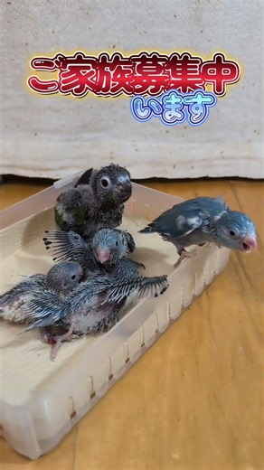 ウロコとマメ 2026 7 2