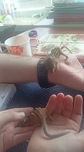 Newborn baby chipmunks crawling on hand 🐿️| Cute real animals exploring the world