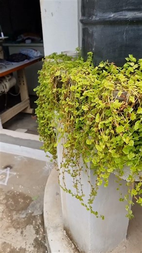 Tailoring in UAE. #tamilvlog #tamilshorts #tamilnadu#tamilminivlog#minivlogtamil#dubai