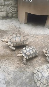 8 Turtle Doodle Logo Stock Video Footage - 4K and HD Video Clips | Shutterstock