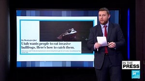 How to catch and eat a bullfrog