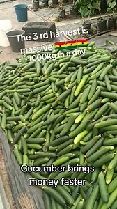The Profitable Cucumber Farming 🥒 Cucumber production requires precision and consistency to maximize yield and quality. Key factors like drip irrigation, balanced fertigation, and disease management determine whether you get premium-grade cucumbers or face stunted growth. For commercial farmers, a well-structured trellising system improves airflow, reduces disease risk, and enhances fruit quality. In my years of working with farmers, one thing is clear: successful cucumber farming is all about 