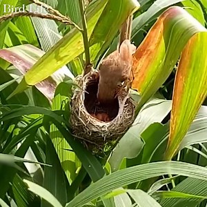 68K views · 5.4K reactions | The Life of Birds - Nature Documentary | Bird Life | Facebook