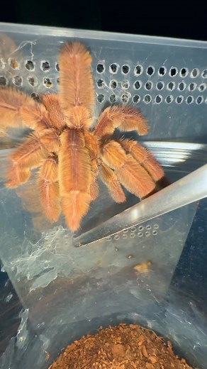 At least it can clap! 😭 #tarantulasoftiktok #tarantula #animalsoftiktok #petsoftiktok #tarantulabreeding #rizz