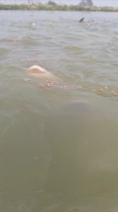 4.5M views · 10K reactions | fish feeding time  #birdphotography #fishworld #rails #fishing #fishingtrip #everyone #fishingislife #fish #fishingaddict #FishingLife #fisherman #fishingdaily | Unity Farm | Facebook