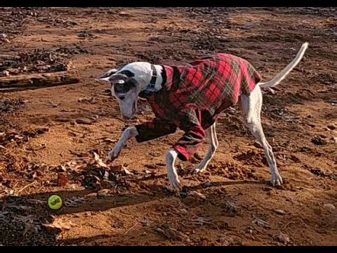 Exodus 37 English Standard Version