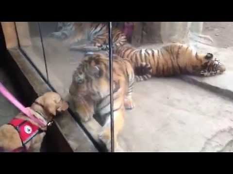 Tiger stalks Golden Retriever puppy at Columbus Zoo