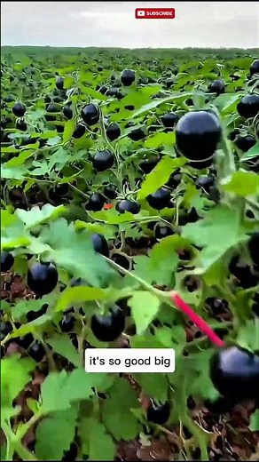 Black Tomatoes: The Superfood You Need to Grow! 🍅🖤#farming #garden #shorts