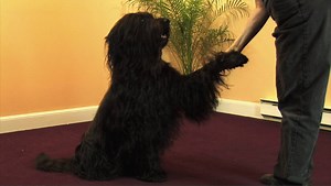 Watch How to Teach a Dog to Shake Hands on Amazon Live