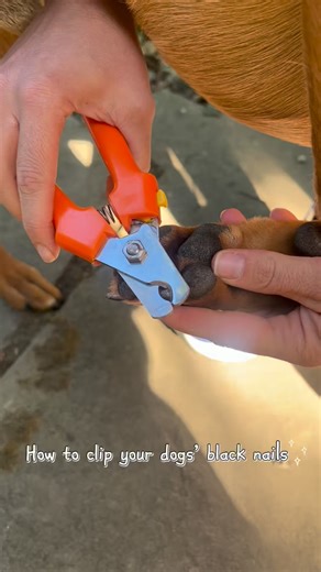 How to Trim Your Dog’s Black Nails 💅 Trimming black nails may seem tricky, but with the right approach, it’s manageable! If your dog is comfortable, I prefer having them stand naturally, then gently lift their paws so you can see the bottom of the nails. White nails are easier because you can see the quick, but black nails aren’t as tough as they seem! Here’s how I do it: 1️⃣ Hold the clippers at a 70-degree angle to the nail (not flat against the paw). 2️⃣ Start by taking small cuts. As you tr