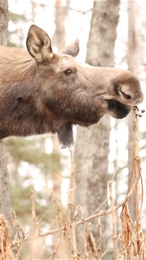 Watch this Alaskan moose cow in action! She carefully nibbles the top of the devil’s club, skillfully picking off a few seeds at a time. Nature’s precision at its finest — Alaska never ceases to amaze! 🌿🇺🇸 #AlaskaWildlife #MooseMoments #NaturePerfection #jaredsolbergphotography #MooseMagic #alaskaphotography #wildlifephotographer #naturelovers #wildlifephotography #outdoors #mooseontheloose #moose #AlaskaProud #sharingalaska #alaska #alaskaphotographer | Alaskan Adventures And More