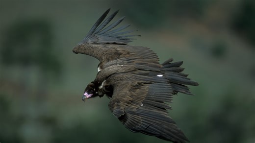 La Sierra de Guadarrama: el hogar del buitre negro