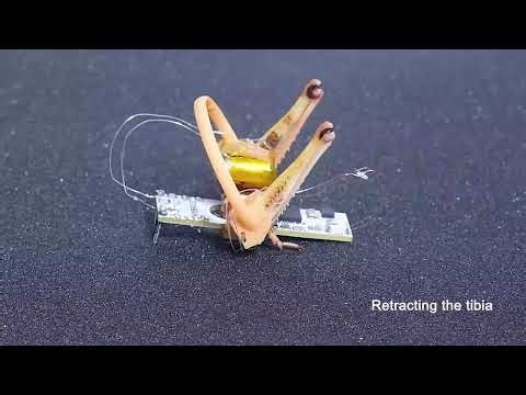 Locust-Derived Biohybrid Muscle Actuators for Low-Power Explosive Jumping S3