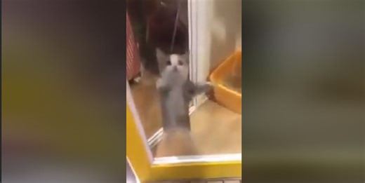 Happy Happy Happy Cat | Know Your Meme