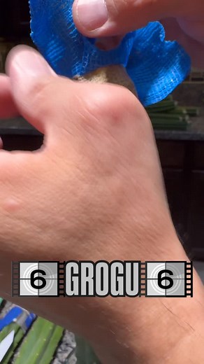 1.5K views · 5 comments | Grogu unwrap… the force is strong with these three! #mandalorian #grogu #graftedcactus #cactusjeff | Jeff Hanson | Facebook