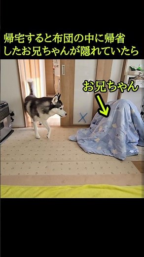 帰宅すると帰省したお兄ちゃんが隠れていたら犬が...#shorts